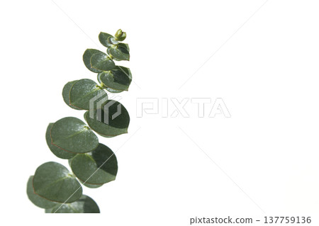 Eucalyptus leaves on a white background 137759136