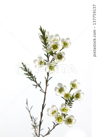 Wax flower with white background and white flowers 137759137
