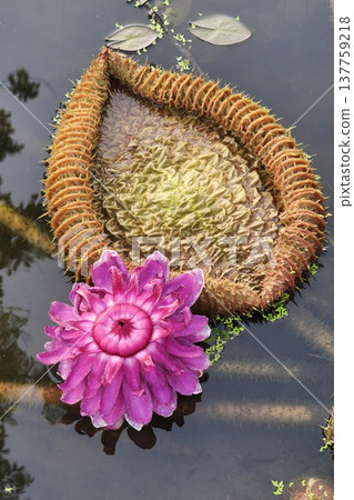 Close up pink color fresh lotus blossom  137759218