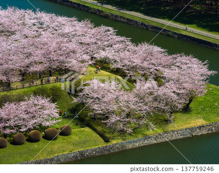 A scene of geometrically shaped moats, embankments with green lawns, and cherry blossoms in full bloom filling the grounds (Hakodate, Hokkaido) 137759246