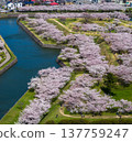 從五稜郭一角俯瞰，櫻花盛開（北海道函館） 137759247