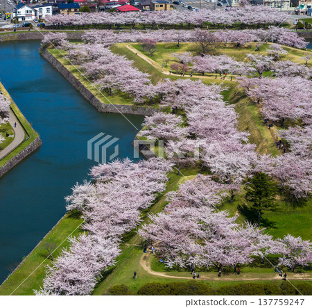 A view overlooking a corner of Goryokaku Fort, covered in cherry blossoms in full bloom (Hakodate, Hokkaido) A view overlooking a corner of Goryokaku Fort, covered in cherry blossoms in full bloom (Hakodate, Hokkaido) 137759247
