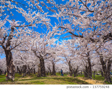 Cherry blossoms in full bloom in a spring park against a clear blue sky (Hakodate, Hokkaido) Cherry blossoms in full bloom in a spring park against a clear blue sky (Hakodate, Hokkaido) 137759248