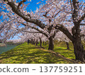 藍天下，護城河堤岸邊一排櫻花樹競相綻放（北海道函館） 137759251