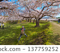 春天，一名男子在公園草地上拍攝盛開的櫻花（北海道函館）。 137759252