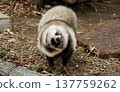 The raccoon's drill shakes, and its fluffy fur swirls around. 137759262