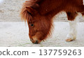 The gentle expression on the pony's face as it picks up food from the ground. 137759263