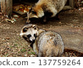 A raccoon eating at a feeding spot, and another raccoon looking back into the distance. 137759264