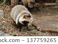 A fluffy raccoon enjoying delicious meat. 137759265