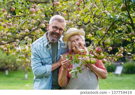 Senior mother and son picking apples from tree in garden. Senior mother and son picking apples from tree in garden. 137759419
