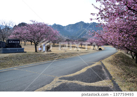 五千棵河津櫻花樹 137759493