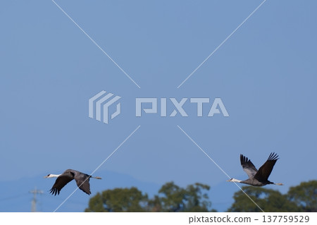 A pair of hooded cranes soaring through the blue sky. A pair of hooded cranes soaring through the blue sky. 137759529