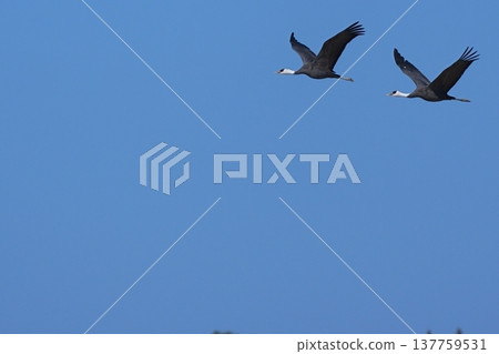 A pair of cranes flying in the blue sky A pair of cranes flying in the blue sky 137759531