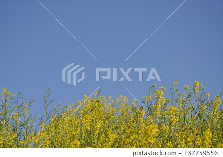 Blue sky and wild mustard flowers: A spring riverside scene (horizontal composition) Blue sky and wild mustard flowers: A spring riverside scene (horizontal composition) 137759556