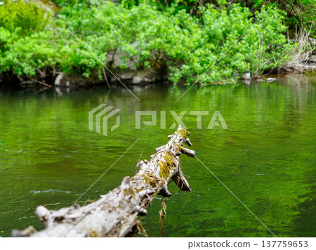 A fallen tree that looks like it's about to fall into the river A fallen tree that looks like it's about to fall into the river 137759653
