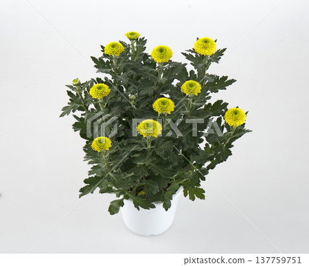 盆栽乒乓菊(黃色) 盆栽乒乓菊(黃色) 137759751