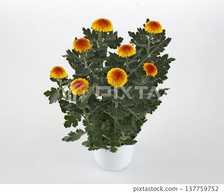 乒乓菊（盆栽，橘色品種） 137759752