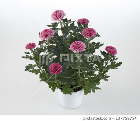 Ping Pong Chrysanthemum (Pink) 137759754