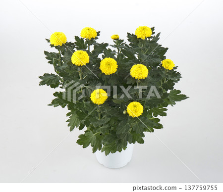 盆栽乒乓菊（黃色） 137759755