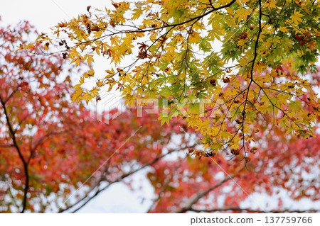 Colorful leaves of autumn 137759766