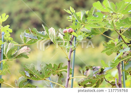 The fruit of FIG. 137759768