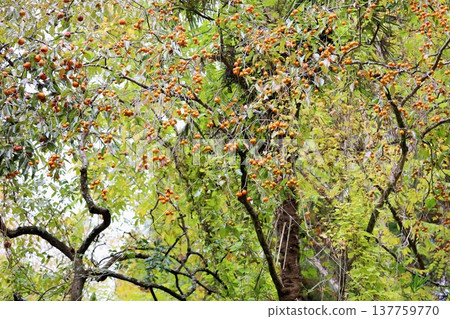 Abundant harvest of persimmons Abundant harvest of persimmons 137759770