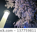 The silence of a spring night 137759811