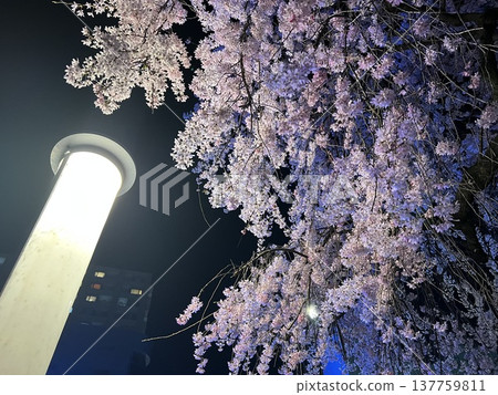 春夜的寂靜 春夜的寂靜 137759811