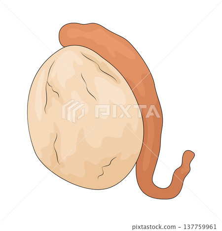 Illustration of testicle Illustration of testicle 137759961