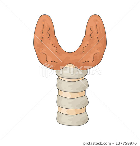 Illustration of Thyroid Illustration of Thyroid 137759970