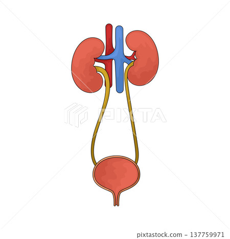 Illustration of Urinary System Illustration of Urinary System 137759971