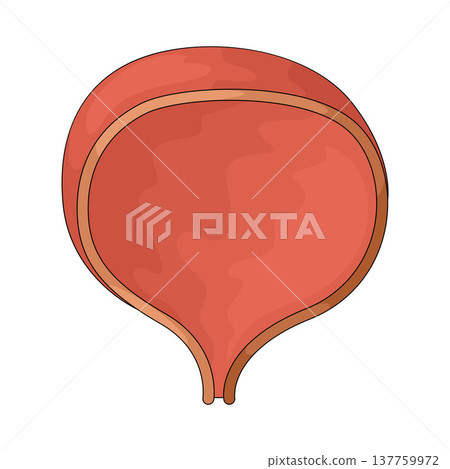 Illustration of Bladder 137759972
