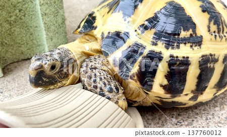A Russian tortoise resting its chin on a sandal. 137760012