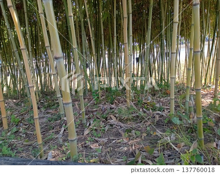 Bamboo landscape 137760018