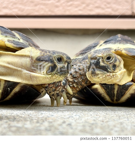 Russian tortoises gazing at each other Russian tortoises gazing at each other 137760051