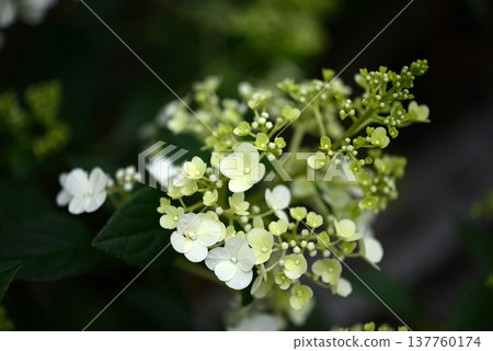 圓錐繡球的柔和綠色花朵 圓錐繡球的柔和綠色花朵 137760174