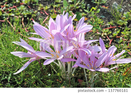 秋番紅花 137760181