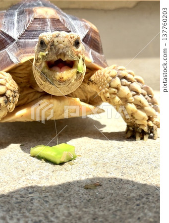 A sulcata tortoise happily eating a cactus. 137760203