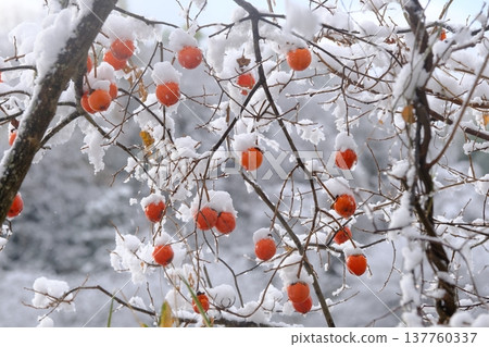 雪景與殘存的柿子樹 137760337