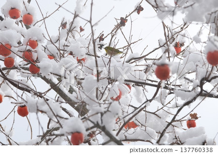 雪景與殘存的柿子樹 雪景與殘存的柿子樹 137760338