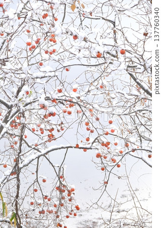 A landscape of snow and remaining persimmons A landscape of snow and remaining persimmons 137760340