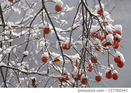 A landscape of snow and remaining persimmons 137760341