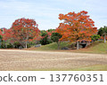櫸樹，秋葉絢麗多彩。 137760351