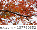 櫸樹絢麗的秋葉 137760352