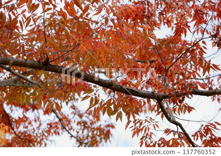 Vibrant autumn leaves of the zelkova tree 137760352