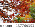 櫸樹絢麗的秋葉 137760353