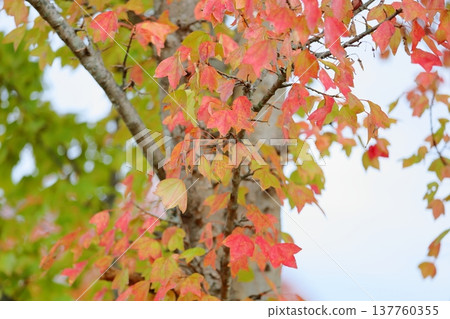 彩色三叉戟楓葉秋葉 137760355