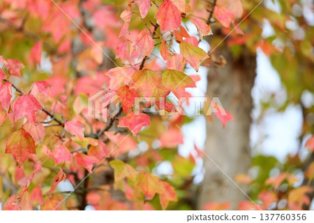 彩色三叉戟楓葉秋葉 137760356