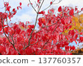 鮮豔的秋葉山茱萸葉 137760357