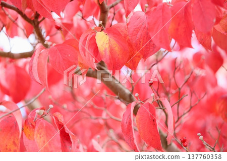 明亮的秋葉山茱萸葉 137760358